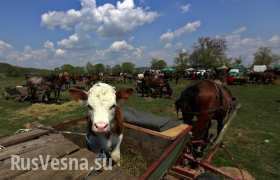 Россельхознадзор запретил импорт живого крупного рогатого скота из Румынии