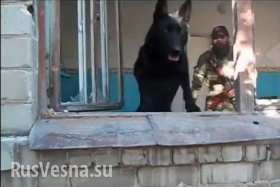 Животные в ополчении: боевой пес Черный, спасен и устроен на службу в роту Байкера (видео)