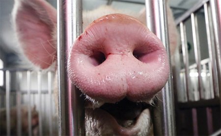 Россия запретила поставки свинины из Канады - из-за стимулятора роста мышечной массы рактопамина