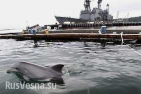 Боевые дельфины на страже границ России