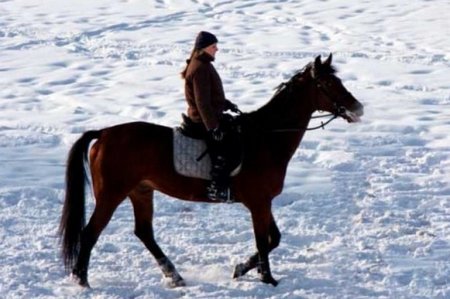 Минтранс ДНР спасёт от голодной смерти 40 лошадей
