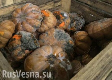 В Мариуполе сгнили 40 тонн овощей гуманитарной помощи для беженцев: городская власть не дала «добро» на раздачу продуктов (ФОТО, ВИДЕО)