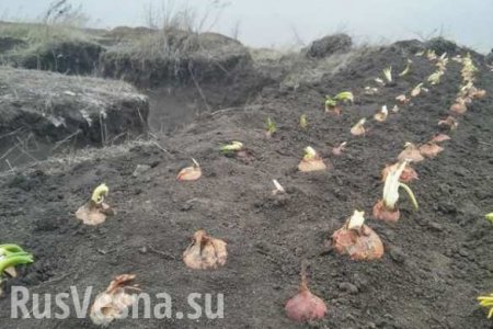Украинские военные засадили окопы луком