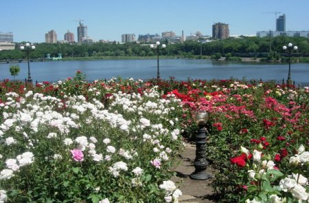 Донецк снова станет городом миллиона роз