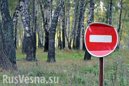 Русскую березу объявили на Украине деревом-оккупантом