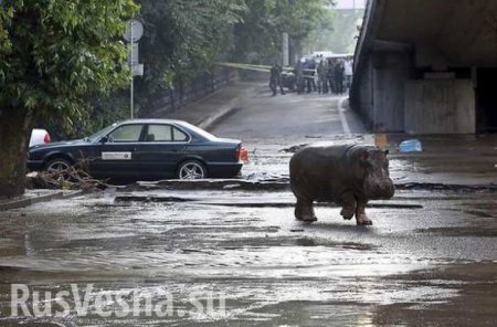 МЧС РФ предложило помощь Грузии в ликвидации последствий наводнения