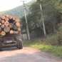Москаль соврал: лес в Закарпатье по-прежнему вывозят машинами (ФОТО)