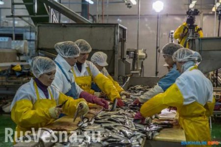 Директор рыбокомбината на Сахалине «дико извиняется» и привез деньги