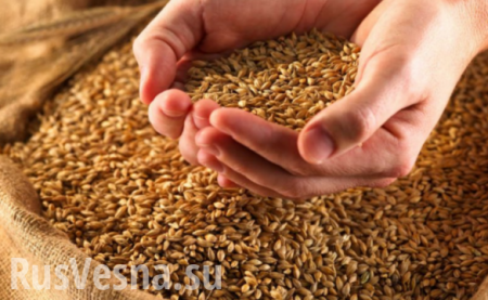 Экспорт российской пшеницы составит рекордные 24-25 млн тонн