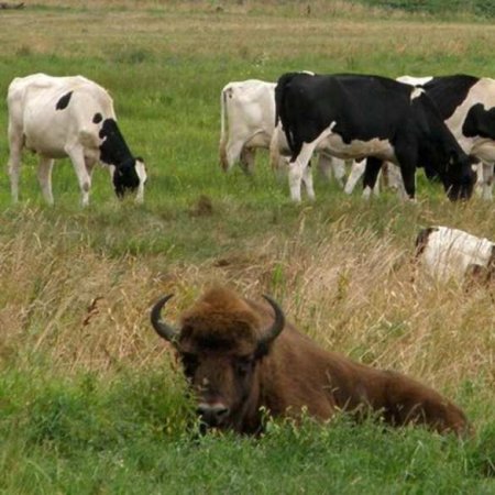 В Белоруссии зубр из национального парка сбежал к коровам (ФОТО)