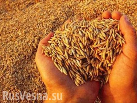 Зрада: Египет запретил импорт украинского зерна из-за опасного грибка