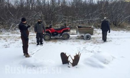 Ледовое побоище: лоси вмерзли в озеро во время боя (ФОТО)