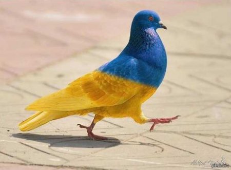 И это не шутка: на Западной Украине планирую вывести «патриотических» сине-жёлтых голубей