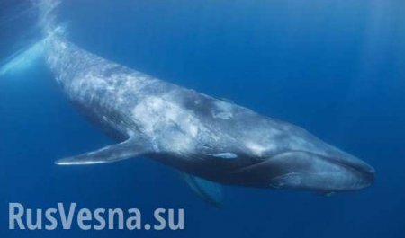 Моряк в открытом океане спас кита, запутавшегося в сетях (ВИДЕО)