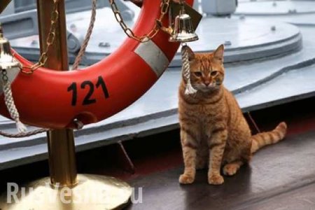 Минобороны показало первого кота, принявшего участие в походе ВМФ к Сирии (ФОТО)