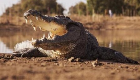 В Зимбабве крокодилы живьем съели демонстрировавшего чудо священника