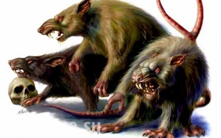 «Мусорная столица»: Львов атакуют огромные крысы (ВИДЕО)
