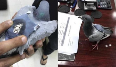 В Кувейте поймали голубя c рюкзаком наркотиков