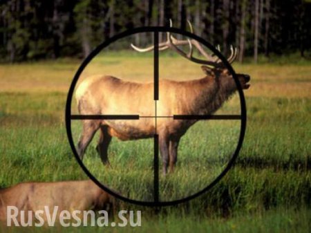 Финская полиция застрелила ручного лосёнка у российской границы (ВИДЕО)