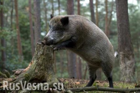 Украина идет лесом (ФОТО)