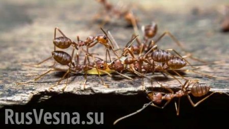 В Японию приплыли смертельно ядовитые муравьи из Америки