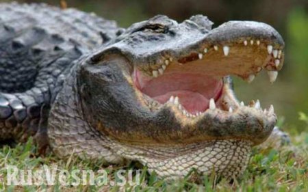 В США аллигатор съел упавшего в болото летчика (ФОТО)