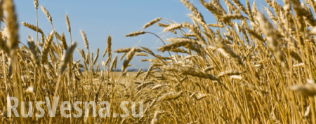 Россия может побить прошлогодний рекорд по сбору зерна