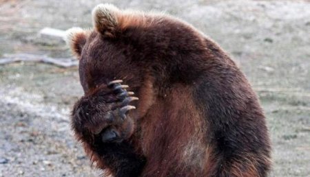 Дух зверя был слабее: В Японии 68-летний каратист отразил нападение медведя
