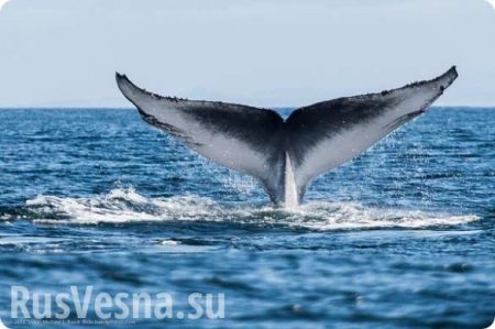 Гигантский гренландский кит застрял в устье реки в Хабаровском крае