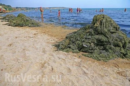 Ужасы отдыха в Одессе: гниющие водоросли, вонь и мусор (ФОТО)