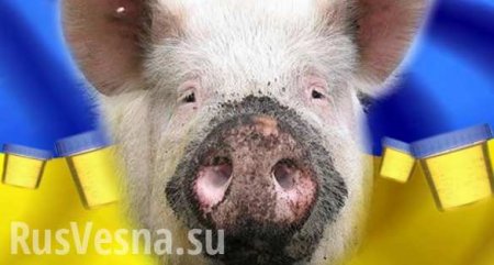 Отношения Запада и Украины: обмен «ружья на свинью»