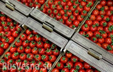 Россия может возобновить ввоз томатов из Турции