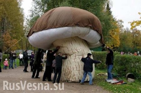 Украинцы пытались вынести из зоны ЧАЭС десятки килограммов радиоактивных грибов (ФОТО)