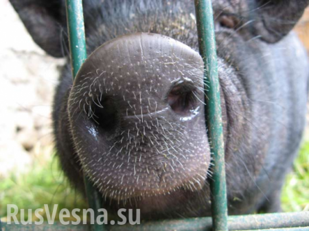 В ДНР запретили украинскую свинину