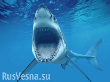 Тупорылая акула проглотила камеру GoPro (ВИДЕО)