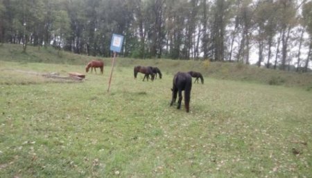 Диверсионная группа кур и коз: В Житомире на закрытой территории базы с боеприпасами выпасают скот — прокуратура