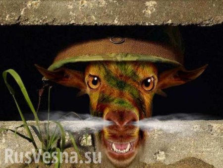 На Украине на территории военной базы выпасают скот (ФОТОФАКТ)