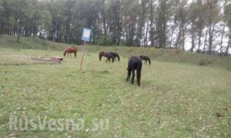 На Украине на территории военной базы выпасают скот (ФОТОФАКТ)