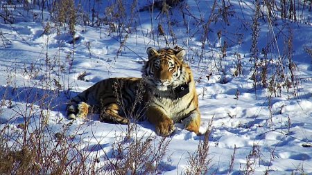 «Как будто неведомое чудище проглотило Владика»: маршрут знаменитого тигра из Владивостока озадачил ученых (ФОТО, ВИДЕО)