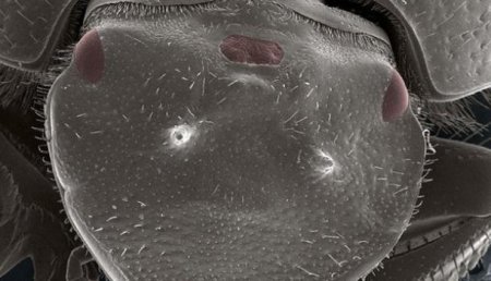 Ученые вырастили жуку третий функциональный глаз