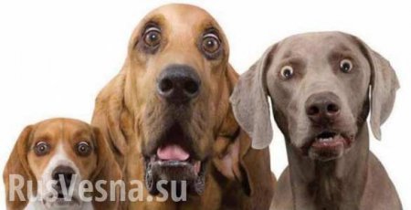 Побережье под Мариуполем разминируют боевые собаки из ДНР, — ВСУ (ВИДЕО)