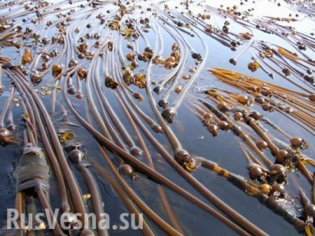 Сотни «морских змей-гигантов» из США выбросило на берег Чукотки (ФОТО)