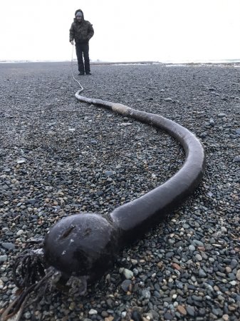 Сотни «морских змей-гигантов» из США выбросило на берег Чукотки (ФОТО)