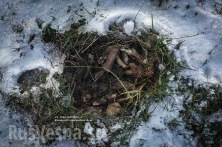 На месте крушения «Боинга» МН17 обнаружены кости (ФОТО, ВИДЕО)