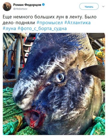 «Хороших выходных, сухопутные!» — рыбак из Мурманска показал удивительных обитателей Баренцева моря (ФОТО)