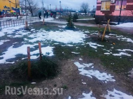 Это Украина: в Киеве воруют елки из скверов (ФОТО)