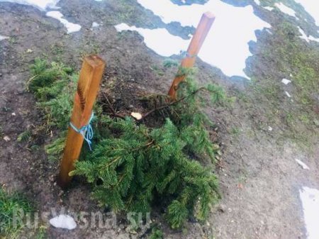 Это Украина: в Киеве воруют елки из скверов (ФОТО)