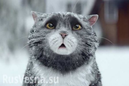 «Защитит от русокрыс»: МИД Украины взял на работу кота (ФОТО)
