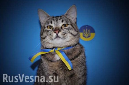 Захарова ответила на заявления о борющемся с «русокрысами» коте из МИД Украины