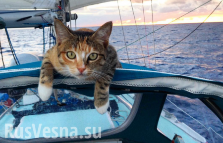 В Индийском океане спасли моряка, дрейфовавшего вместе с котом больше полугода